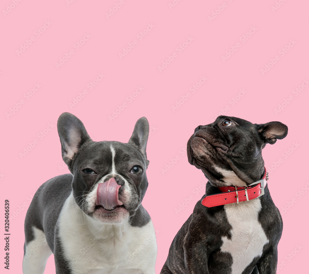 team of two french bulldogs on pink background team of two french bulldogs on pink background