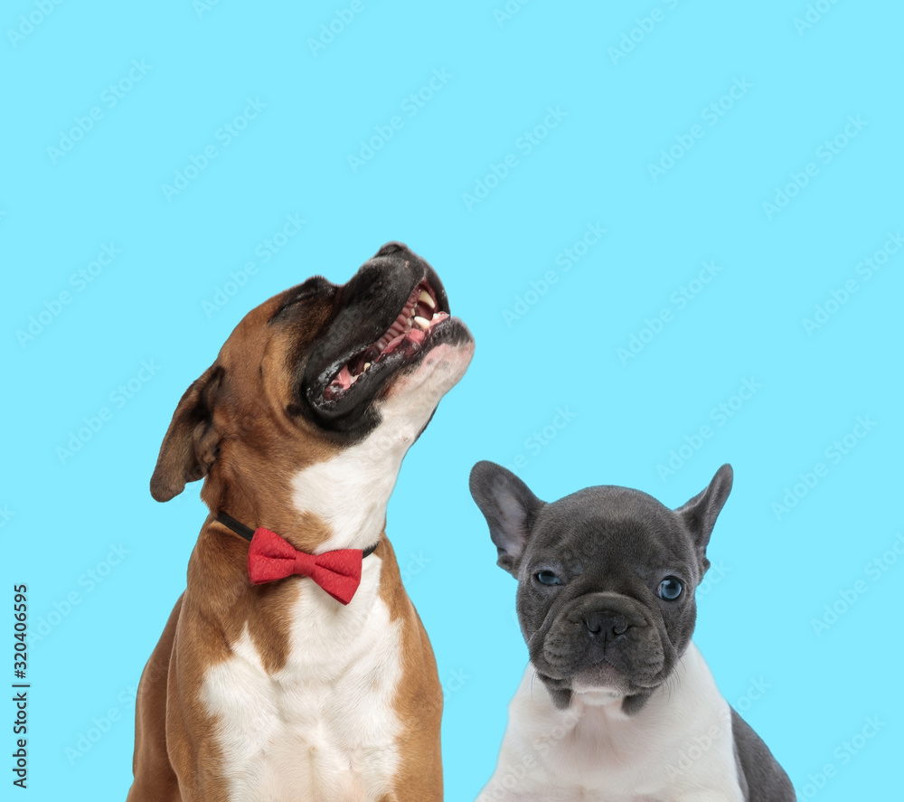 Happy Boxer wearing bowtie and sleepy French bulldog cub