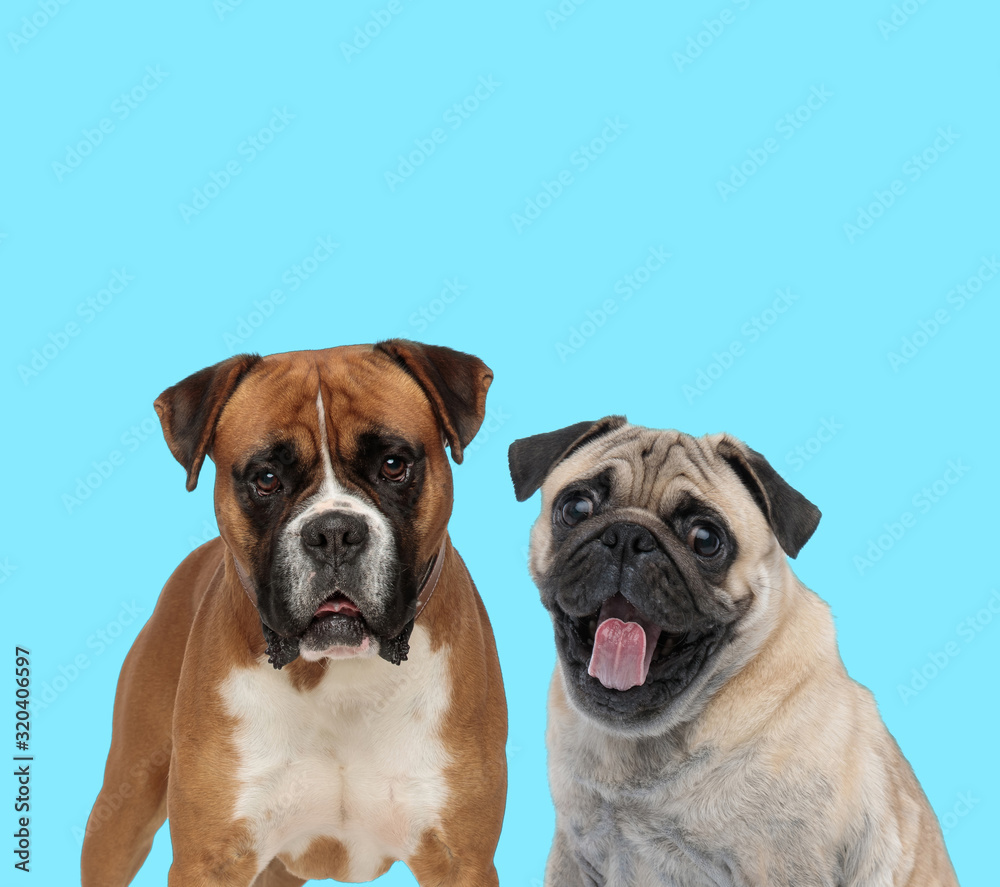 Dutiful Boxer looking forward and excited Pug panting
