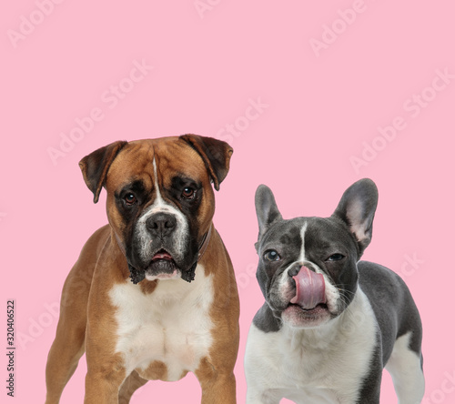 team of boxer and french bulldog © Viorel Sima