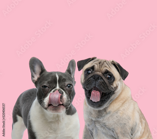 team of french bulldog and mops sticking out tongue