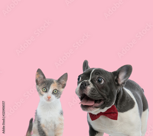 team of metis cat and french bulldog on pink background © Viorel Sima