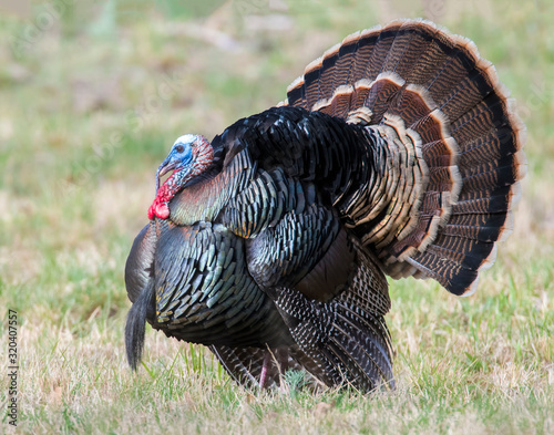 Male wild Turkey displaying his feathers