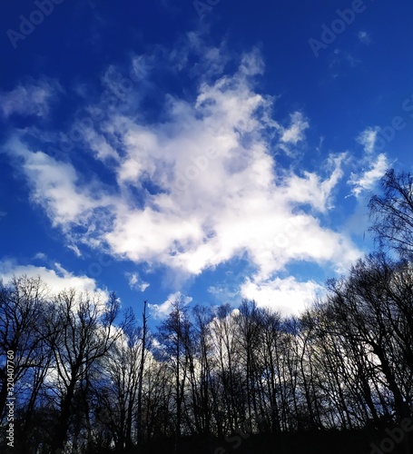 trees and blue sky