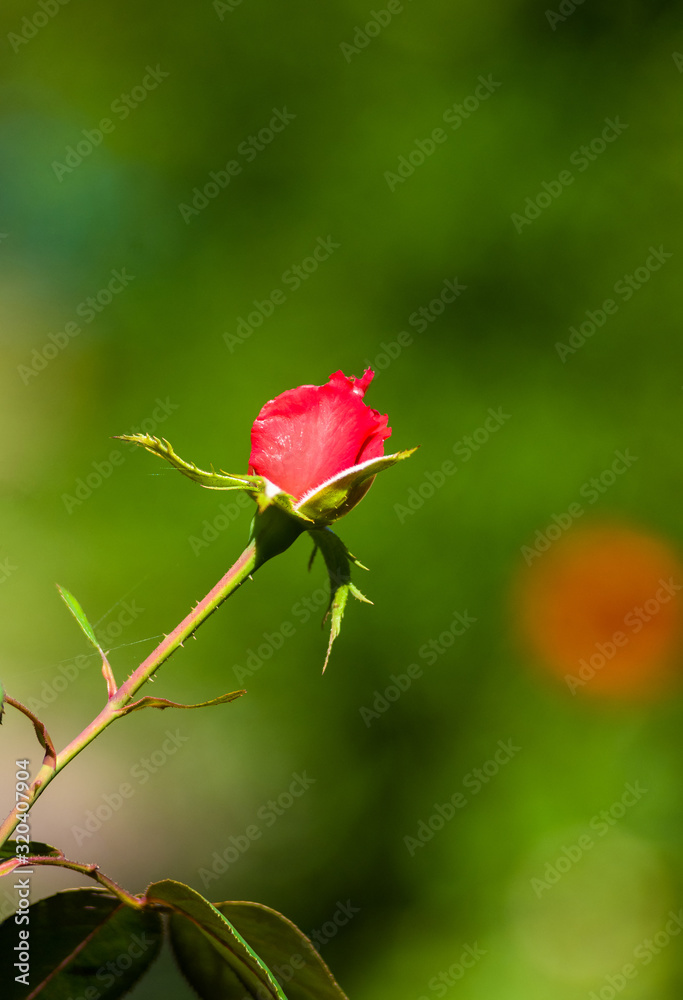 Red Rose flower. Nature. close up, selective focus Red Rose flower. Nature. close up, selective focus