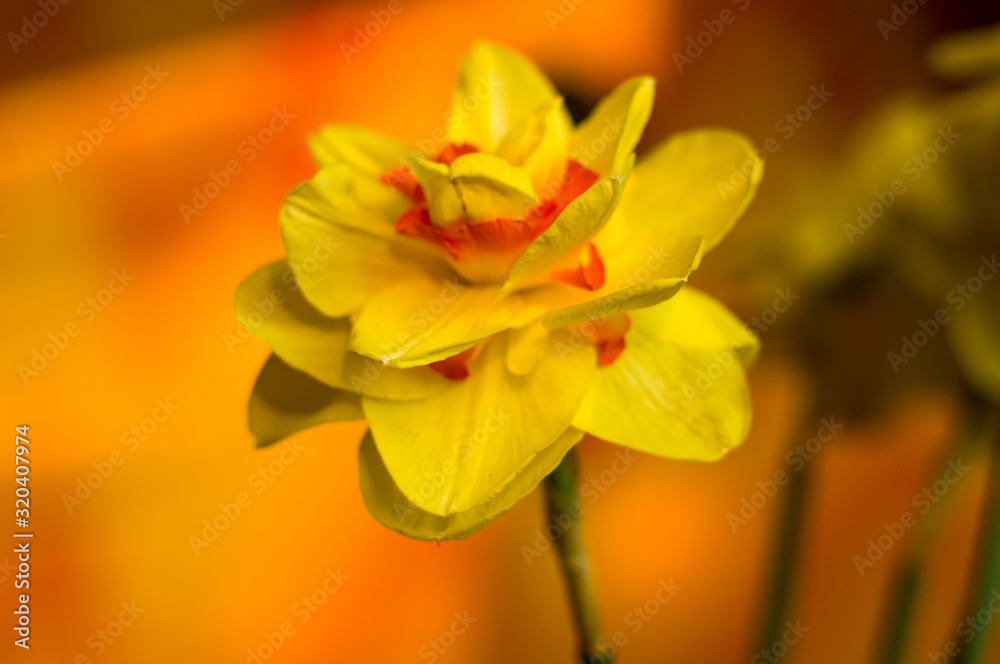 Amazing yellow huge bright daffodils in sunlight Amazing yellow huge bright daffodils in sunlight
