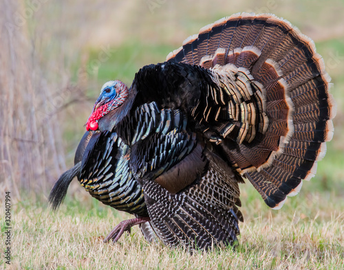 Male wild Turkey displaying his feathers
