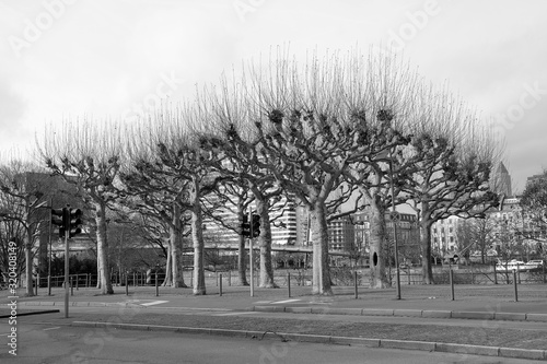 Platanen im Winter an der Uferpromenade am Schaumainkai an der Schweizer Straße im Stadtteil Sachsenhausen in Frankfurt am Main in Hessen in neorealistischem Schwarzweiß photo