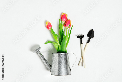 Garden tools and tulips in the watering can on white background photo