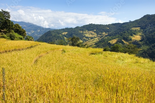 rice or paddy fields in Nepal Himalayas mountains