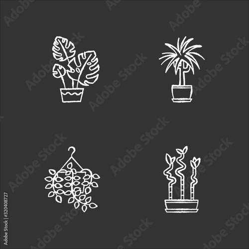 Domesticated plants chalk white icons set on black background. Houseplants. Ornamental indoor plants. Home decor. Pothos, dracaena. Monstera, lucky bamboo. Isolated vector chalkboard illustrations