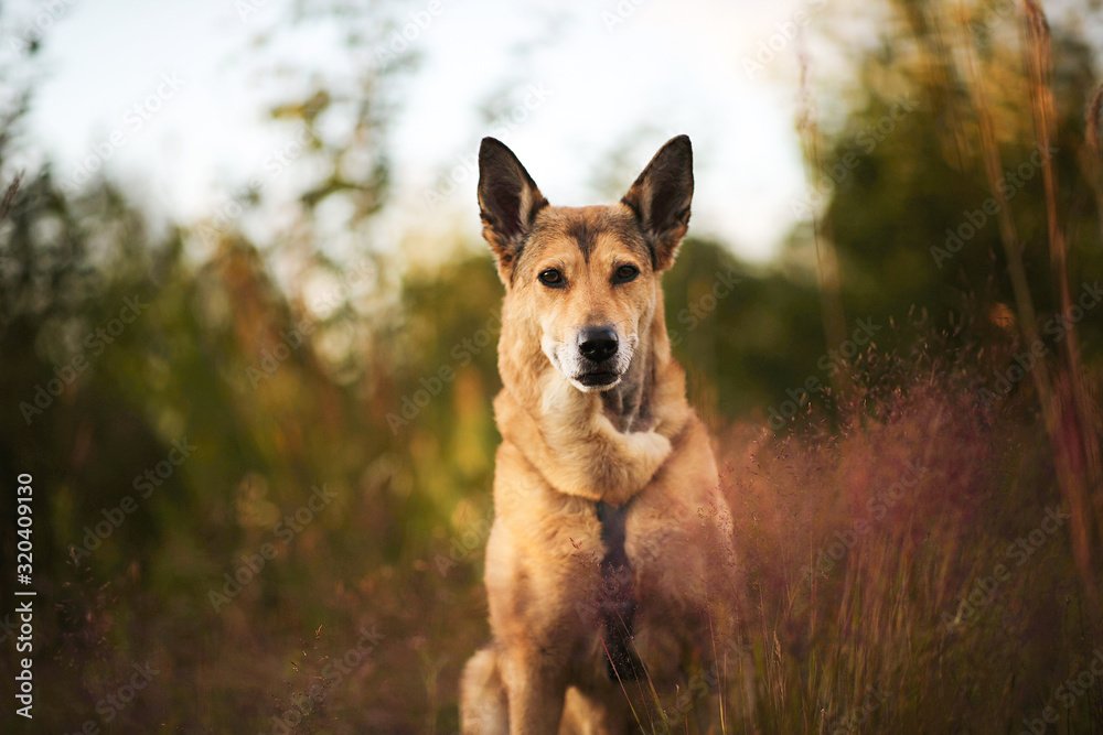 Serious dog sitting in nature at summer day