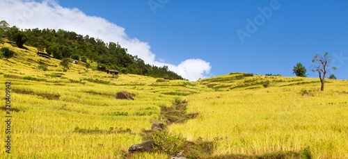 rice or paddy fields in Nepal Himalayas mountains