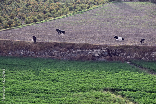 Cows in the field