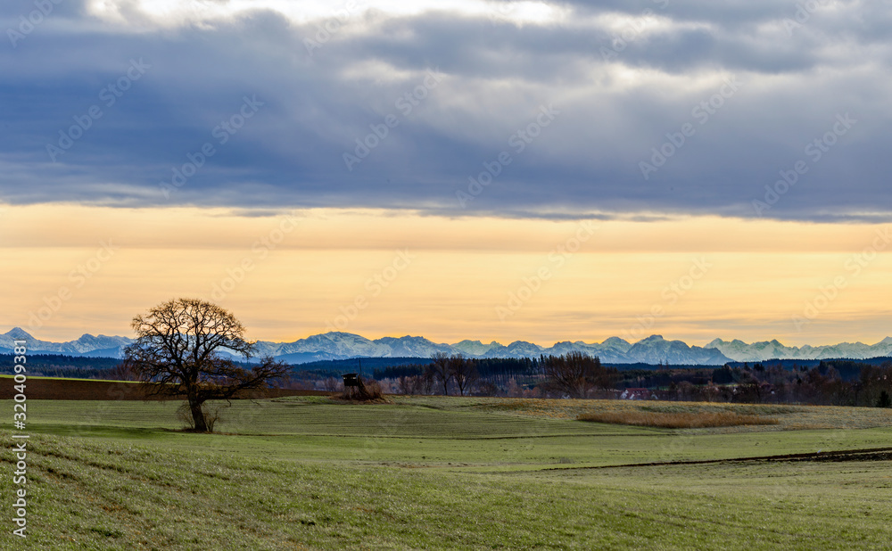 Naklejka premium Tree in front of an alpine panorama in the evening with the foehn weather