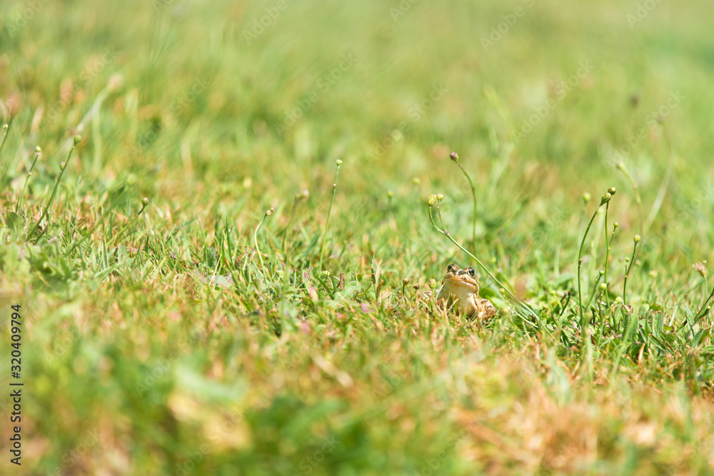 Green frog hiding in grass