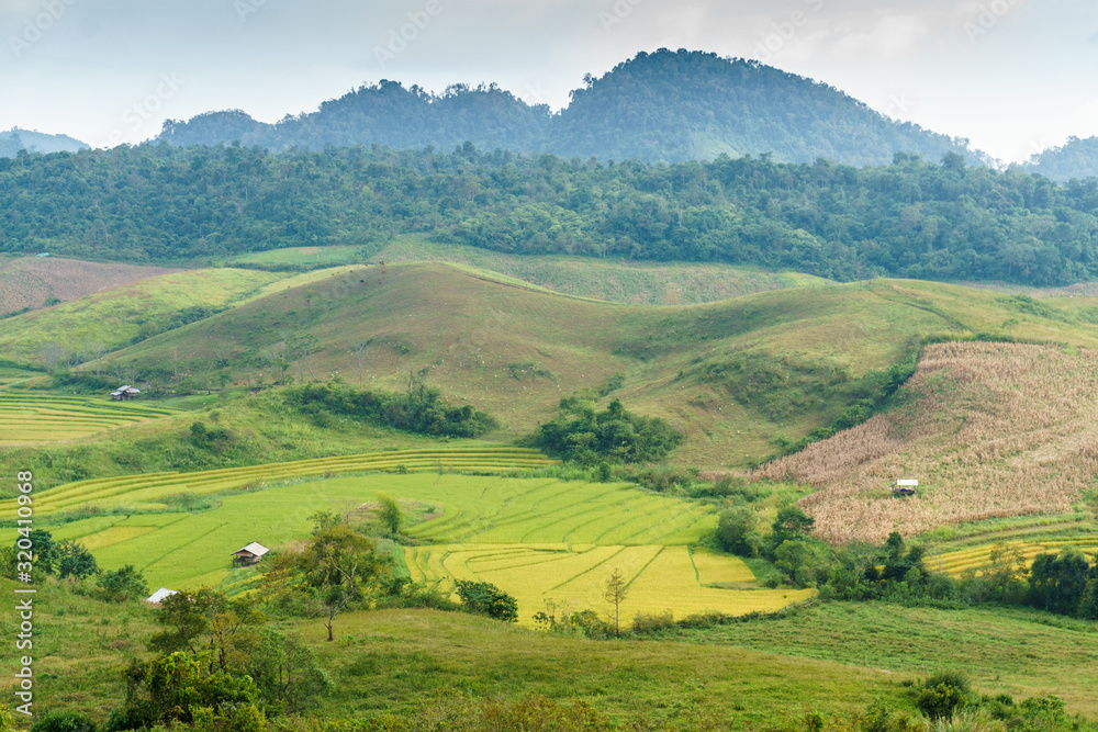 Rice fields in mountainous Laos. Province Shenghuang.