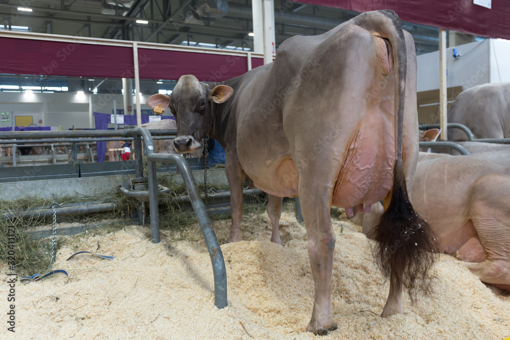 Obraz premium Dairy cows with large breasts