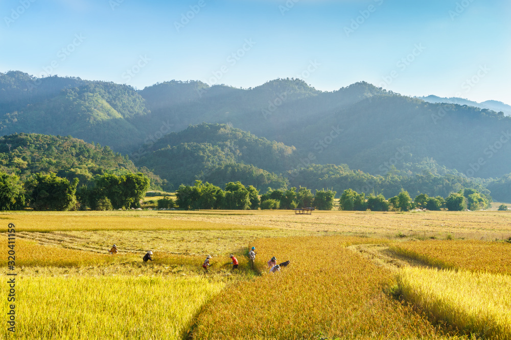 Farmers harvest rice in fields in mountainous Laos. Province Shenghuang.