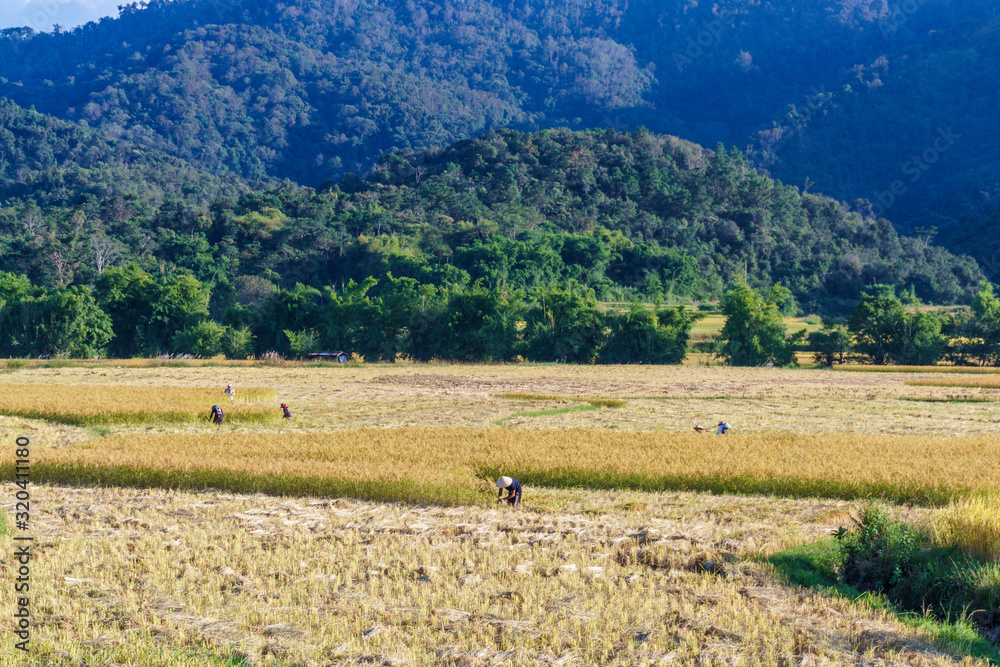 Farmers harvest rice in fields in mountainous Laos. Province Shenghuang.