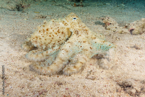 Mimic octopus moves on the sandy bottom of the Indian ocean.