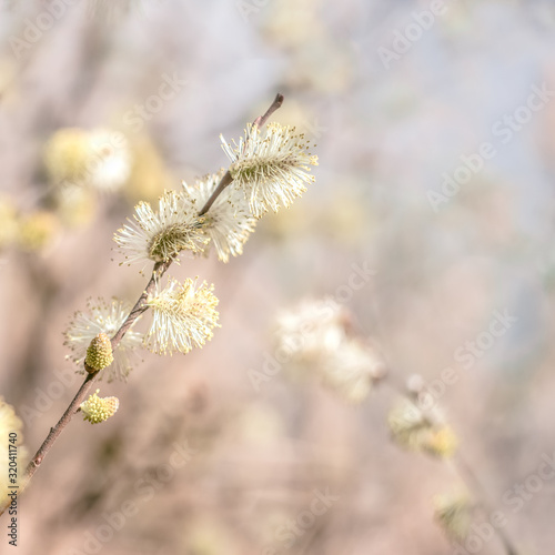 Alder, willow flowers on nature background. springtime concept. Symbol of easter, happy women's day. banner, copy space