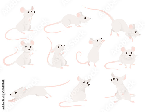 Set of gray mouse in different poses cute small mammal animal flat vector illustration isolated on white background