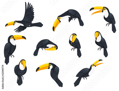 Set of toucan tropical bird with a massive bill and typically brightly colored plumage cartoon animal design flat vector illustration isolated on white background