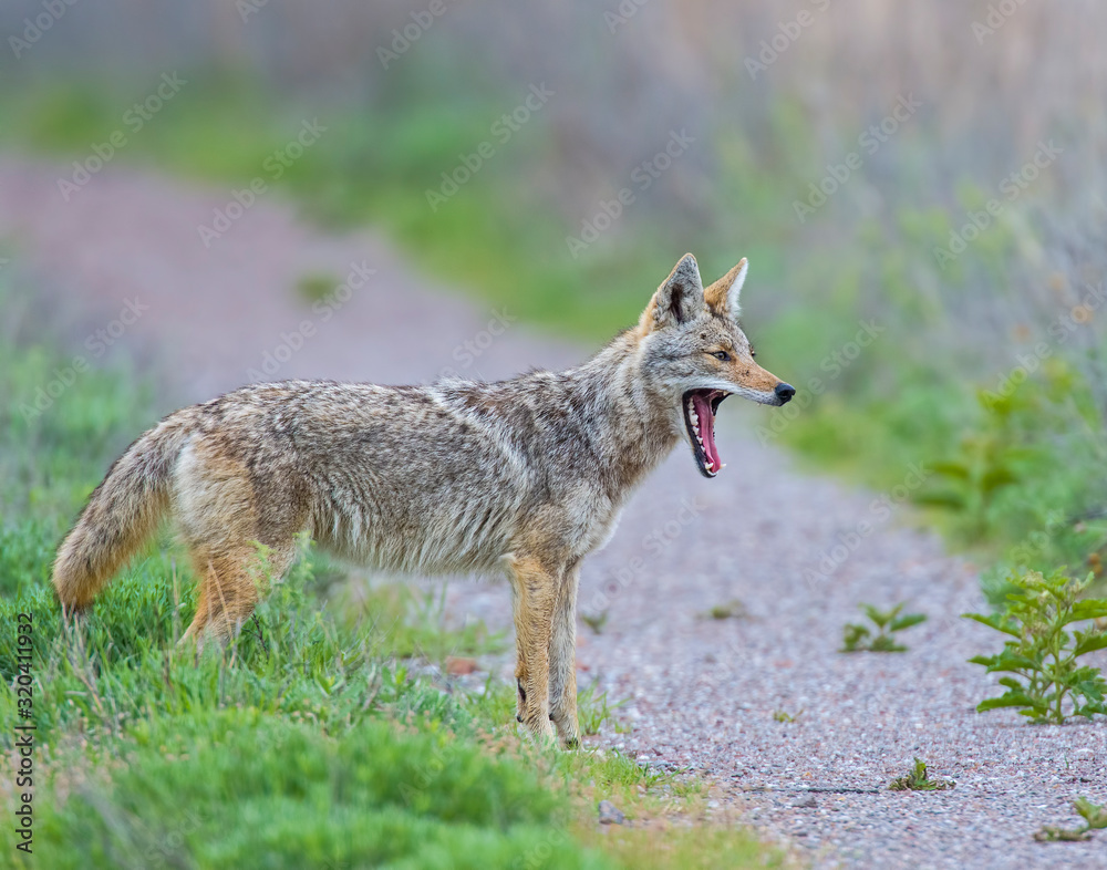 Coyote in the Wichita Mountains