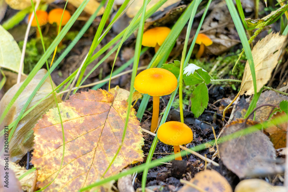 Young yellow mushrooms in the autumn forest. Young yellow mushrooms in the autumn forest.