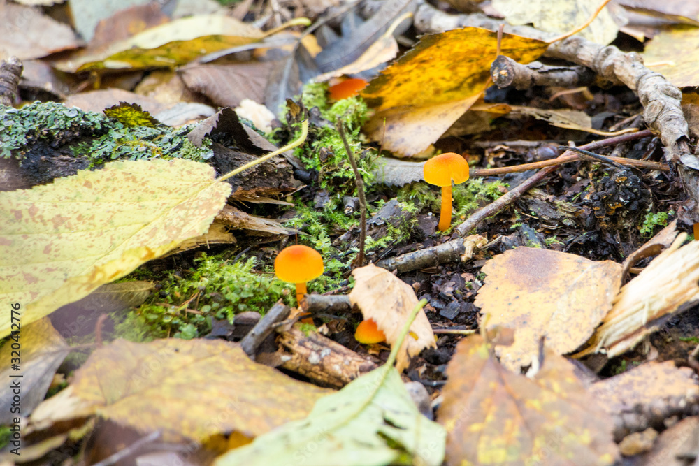 Young yellow mushrooms in the autumn forest. Young yellow mushrooms in the autumn forest.