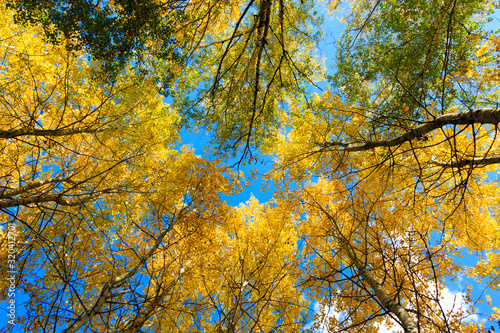 View of the sky, through the leaves of the autumn forest.
