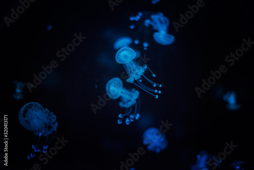 Wallpaper Mural Glowing Jellyfish Torontodigital.ca