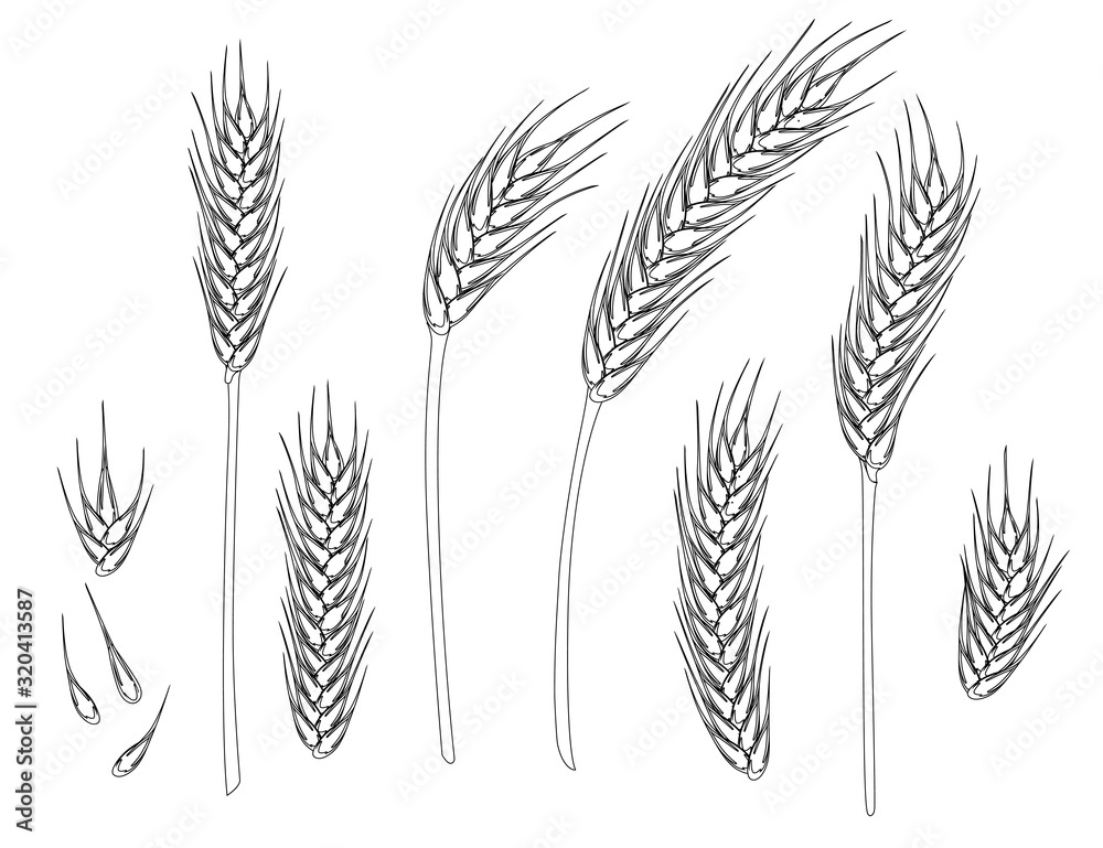 Set of wheat ripe spikelets and grains of wheat flat vector illustration isolated on white background outline style Set of wheat ripe spikelets and grains of wheat flat vector illustration isolated on white background outline style