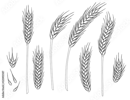 Set of wheat ripe spikelets and grains of wheat flat vector illustration isolated on white background outline style