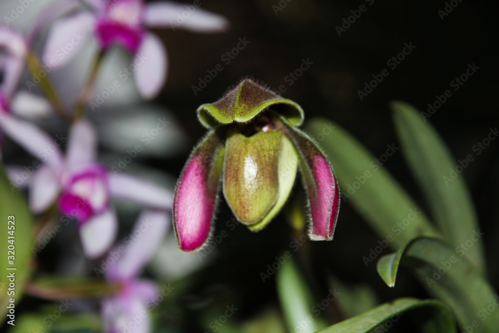 White orchid flowers.Cypripedium calceolus. Phalaenopsis close-up. White orchid flowers.Cypripedium calceolus. Phalaenopsis close-up.