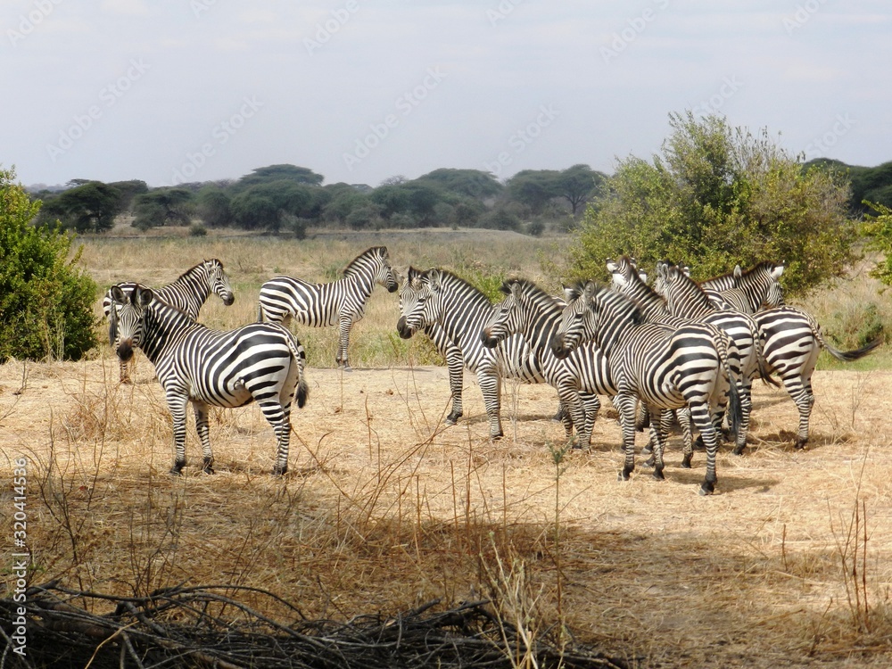 Naklejka premium group of zebras grazing in the African savannah