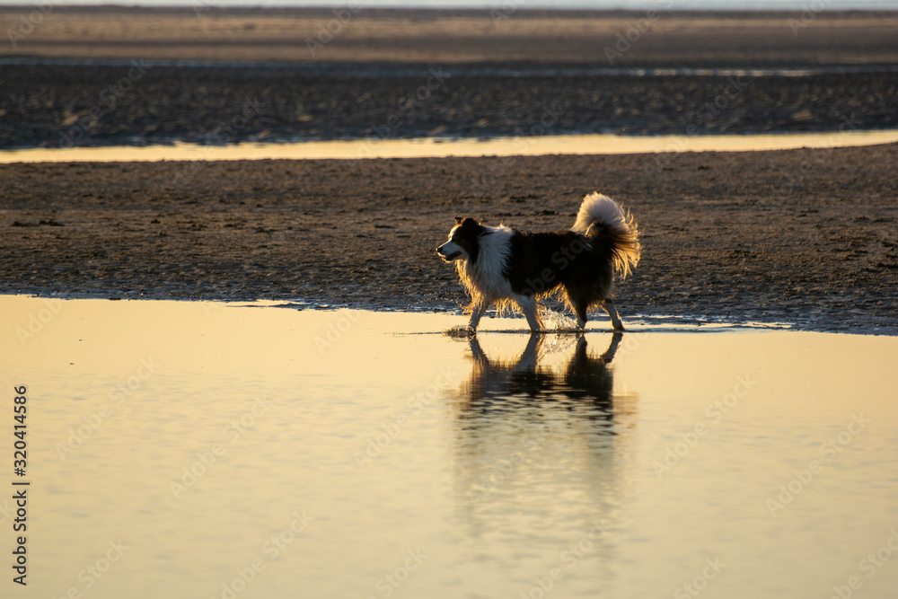 dog on the beach with reflection