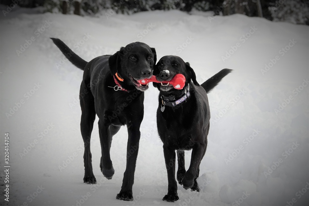 Black Labs with Red Kong Bone
