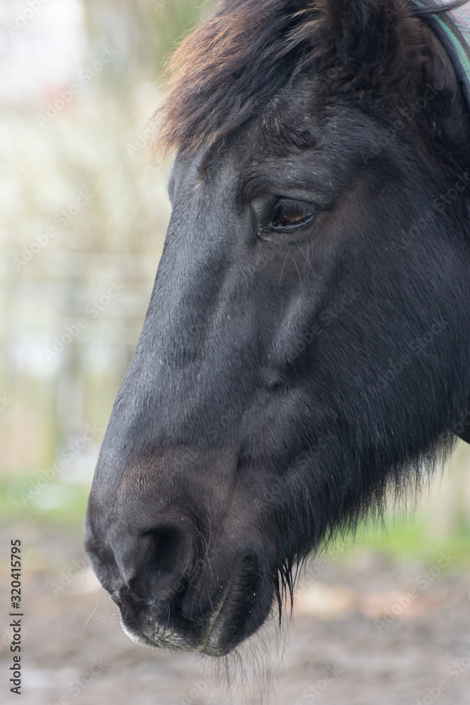 Close up of a Horse view from the side. Close up of a Horse view from the side.