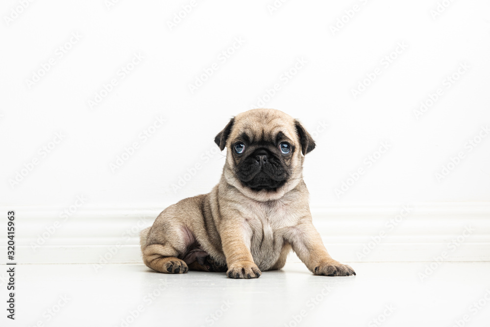 A six weeks old purebred Pug puppy on a white background