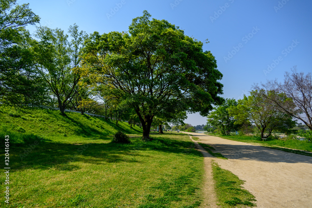 河川敷公園の大きな木