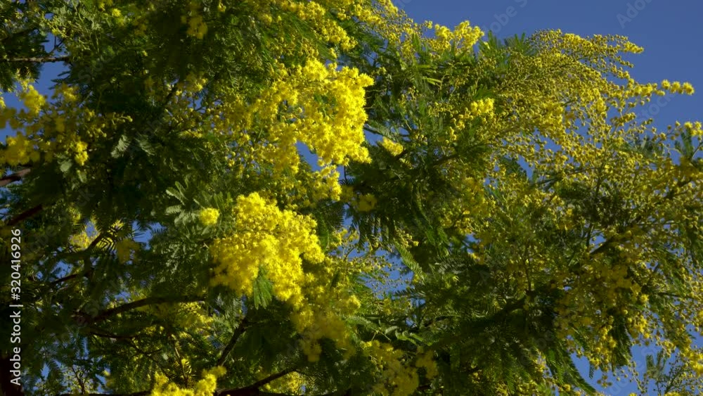 Mimosa tree with yellow flowers and beautiful foliage. Very ornamental all year round both for its flowering and for its velvety foliage. Ideal in temperate zones. ACACIA SPECTABILIS. Close up Mimosa tree with yellow flowers and beautiful foliage. Very ornamental all year round both for its flowering and for its velvety foliage. Ideal in temperate zones. ACACIA SPECTABILIS. Close up