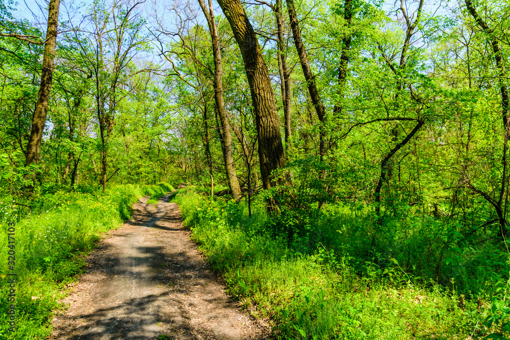 Fototapeta premium Dirt road in a forest on summer