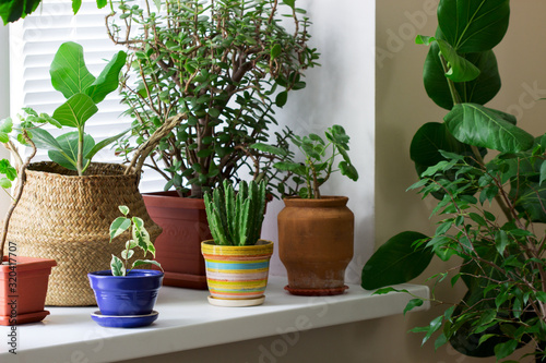 Various indoor plants in pots and a bamboo basket on the windowsill.