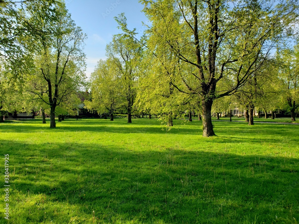 trees in park