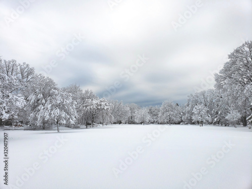 winter landscape with trees and snow © Anthony