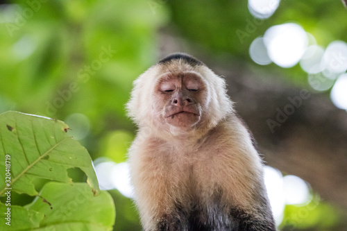 Capuchin monkey (Cebus) Costa Rica
