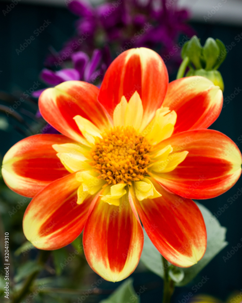 Field red flower with a yellow tint Field red flower with a yellow tint