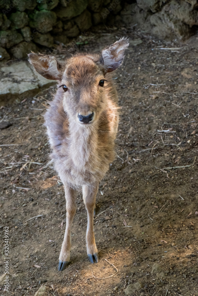 Fototapeta premium Deers in Monte Brasil Recreational Forest Reserve
